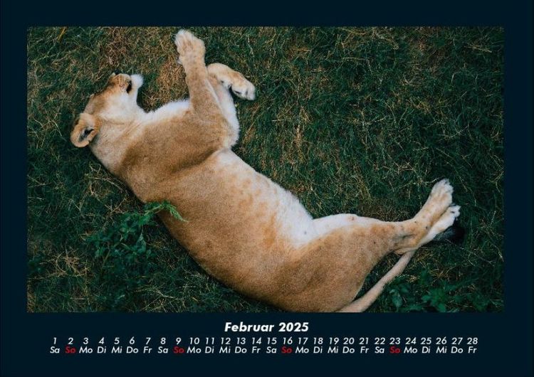 Produktbild: L&ouml;wen in der Wildnis 2025 Fotokalender DIN A4