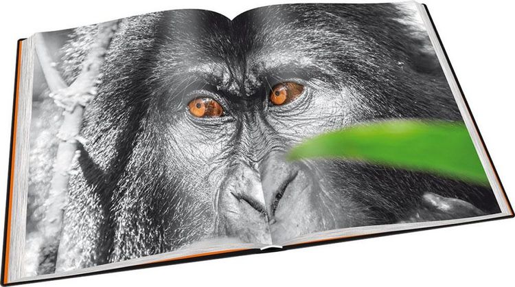 Produktbild: Perle Afrikas