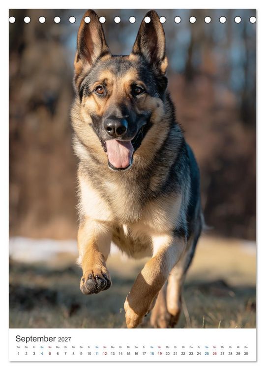 Produktbild: Seelenblick Sch&auml;ferhund (Tischkalender 2027 DIN A5 hoch), CALVENDO Monatskalender