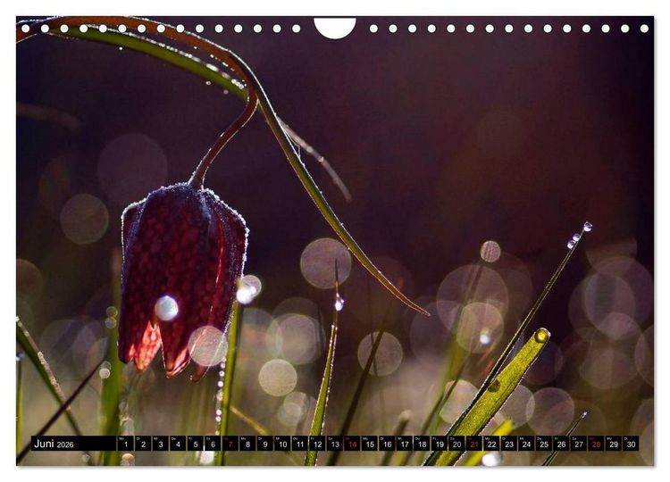 Produktbild: Die Schachbrettblume (Wandkalender 2026 DIN A4 quer), CALVENDO Monatskalender