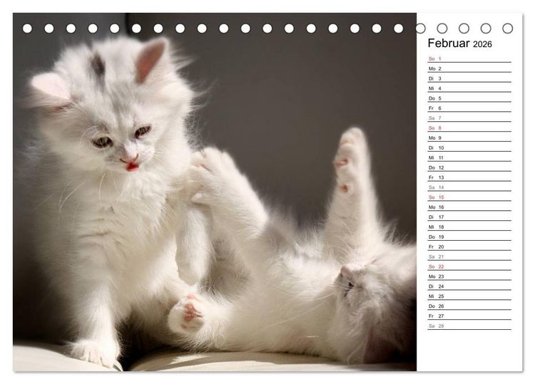 Produktbild: Aus der Kinderstube der Perserkatze (Tischkalender 2026 DIN A5 quer), CALVENDO Monatskalender