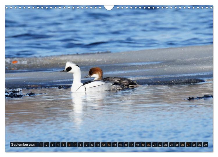 Produktbild: Die grandiose Tierwelt von Finnland (Wandkalender 2026 DIN A3 quer), CALVENDO Monatskalender