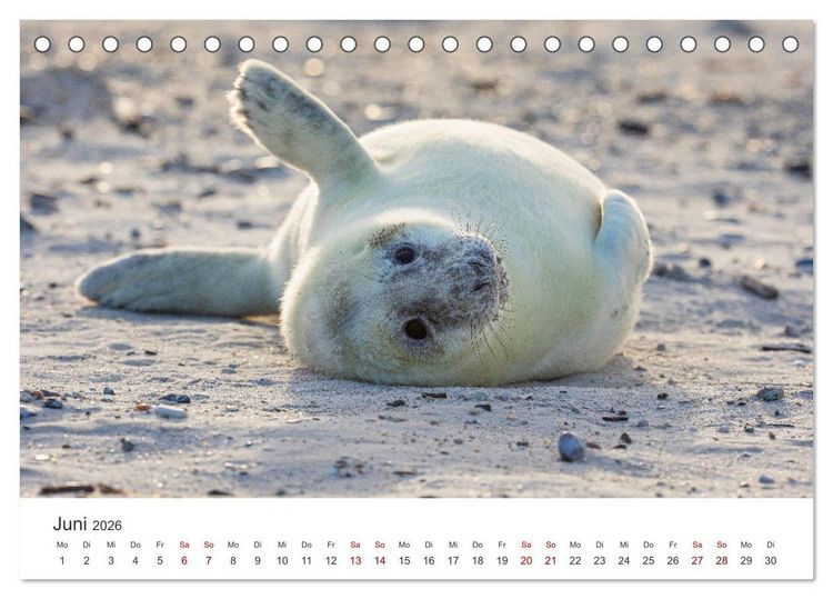 Produktbild: Junge Kegelrobben (Tischkalender 2026 DIN A5 quer), CALVENDO Monatskalender