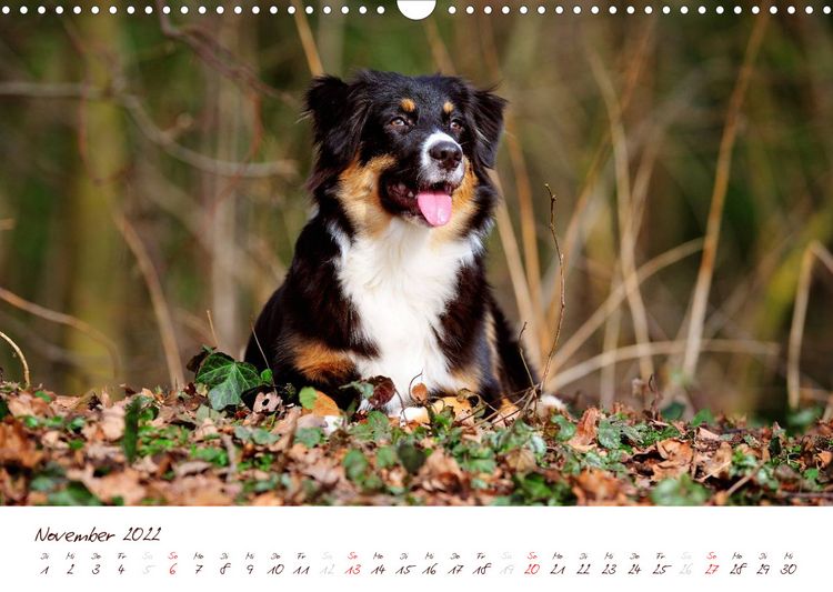 Produktbild: Wunderbare Australian Shepherds (Wandkalender 2022 DIN A3 quer)