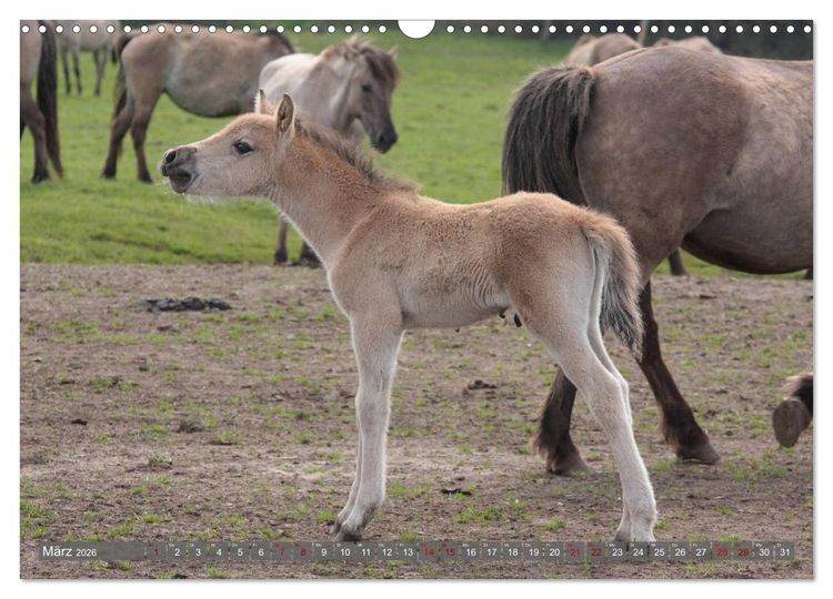 Produktbild: D&uuml;lmener Wildpferde - Wildpferde im Meerfelder Bruch (Wandkalender 2026 DIN A3 quer), CALVENDO Monatskalender