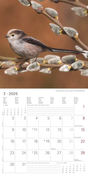 Produktbild: Einheimische Vögel 2026 - Broschürenkalender 30x30 cm (30x60 geöffnet) - Kalender mit Platz für Notizen - Birds - Bildkalender - Wandkalender - Vogelk