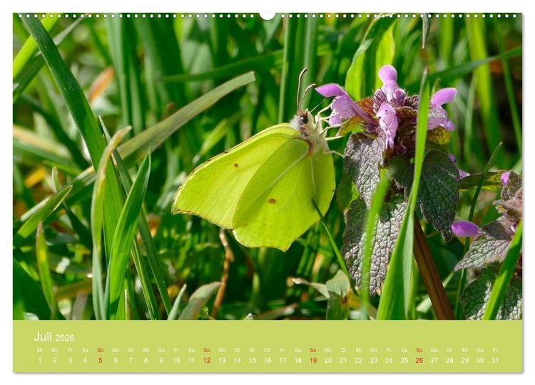 Produktbild: Fauna trifft Flora - Tierischer Besuch im Pflanzenreich (Wandkalender 2026 DIN A2 quer), CALVENDO Monatskalender