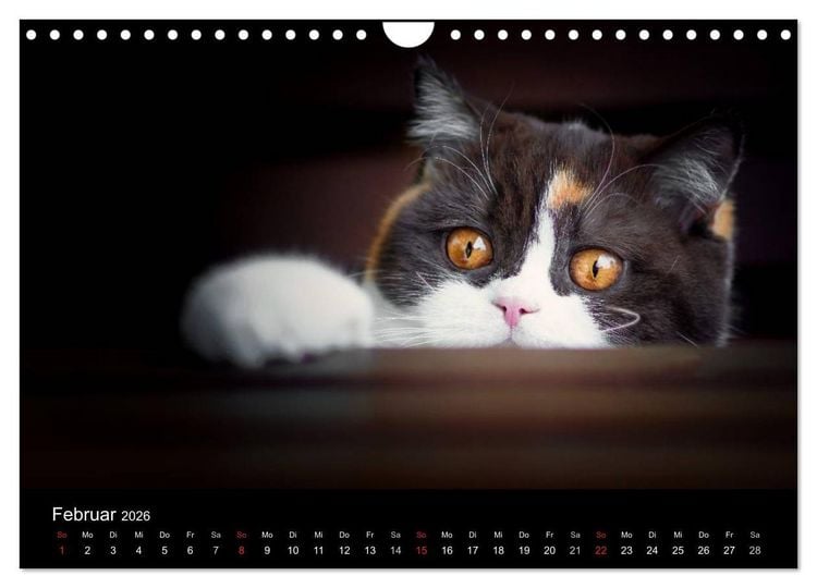 Produktbild: Schokoladige Britisch Kurzhaar Katzen (Wandkalender 2026 DIN A4 quer), CALVENDO Monatskalender