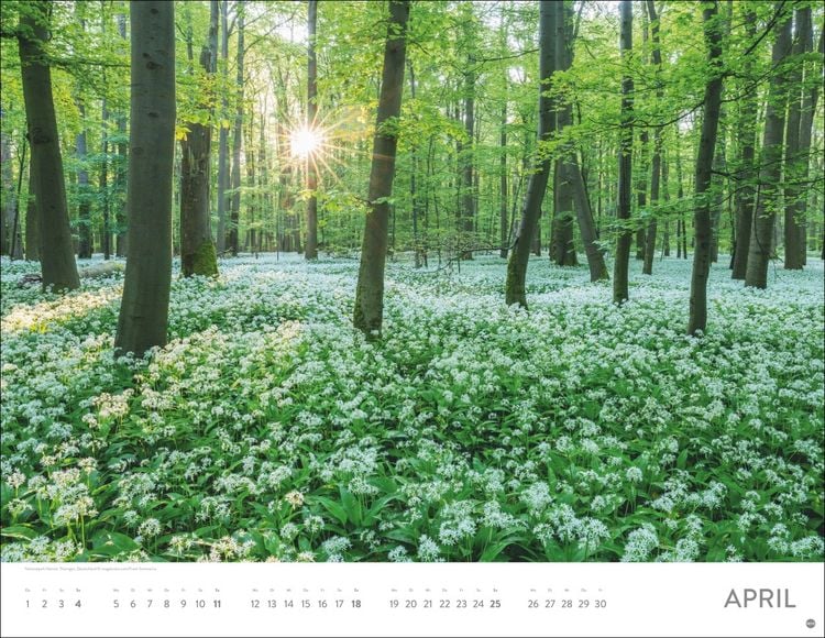 Produktbild: Sch&ouml;nheit des Waldes Posterkalender 2027