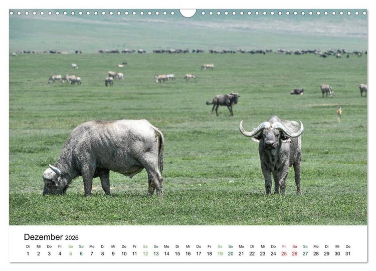 Produktbild: B&uuml;ffel - wild und sch&ouml;n (Wandkalender 2026 DIN A3 quer), CALVENDO Monatskalender