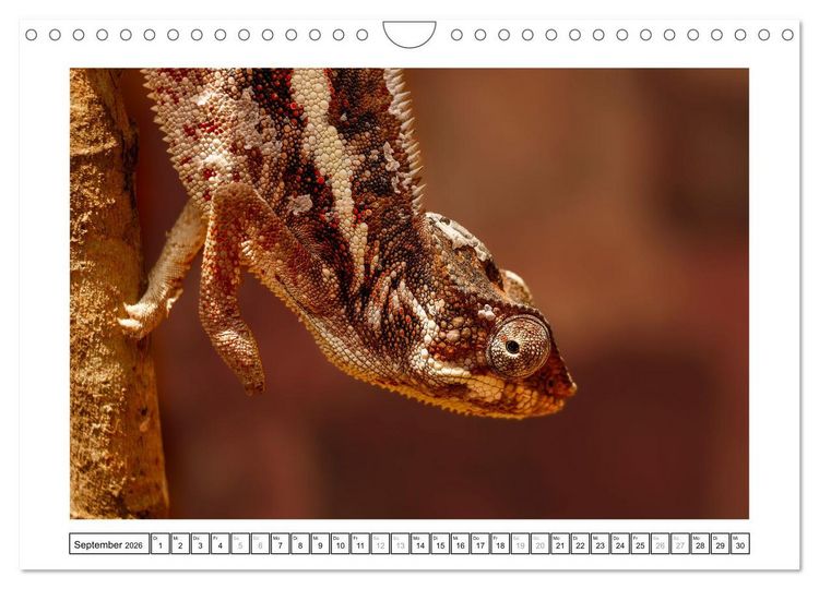 Produktbild: Tierisch tolles Madagaskar - Cham&auml;leons, Lemuren und mehr (Wandkalender 2026 DIN A4 quer), CALVENDO Monatskalender