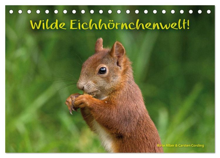 Produktbild: Wilde Eichh&ouml;rnchenwelt! (Tischkalender 2026 DIN A5 quer), CALVENDO Monatskalender