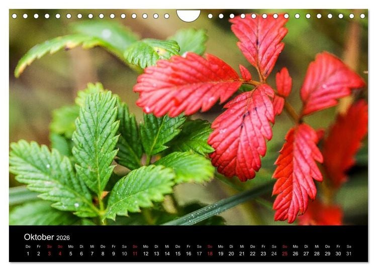 Produktbild: FASZINATION ALASKA Expedition durch die Inside Passage (Wandkalender 2026 DIN A4 quer), CALVENDO Monatskalender