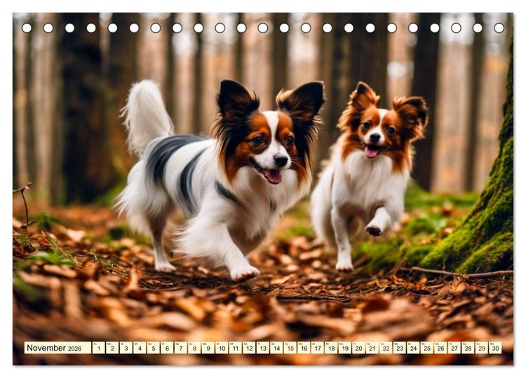 Produktbild: Papillon - bringt jedes Herz zum Schmelzen (Tischkalender 2026 DIN A5 quer), CALVENDO Monatskalender