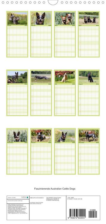Produktbild: Familienplaner Faszinierende Australian Cattle Dogs (Wandkalender 2022 , 21 cm x 45 cm, hoch)