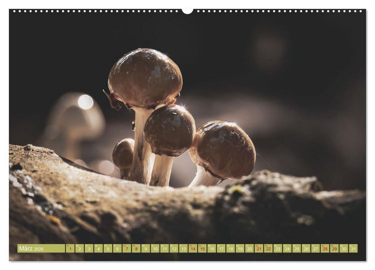 Produktbild: Wundersame Pilzwelten (Wandkalender 2026 DIN A2 quer), CALVENDO Monatskalender