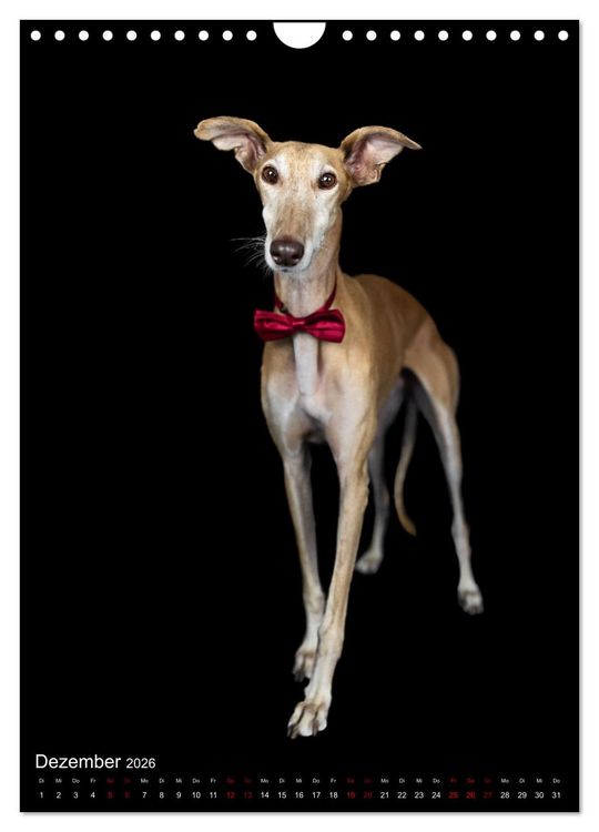 Produktbild: Hundeportraits - Monatskalender (Wandkalender 2026 DIN A4 hoch), CALVENDO Monatskalender