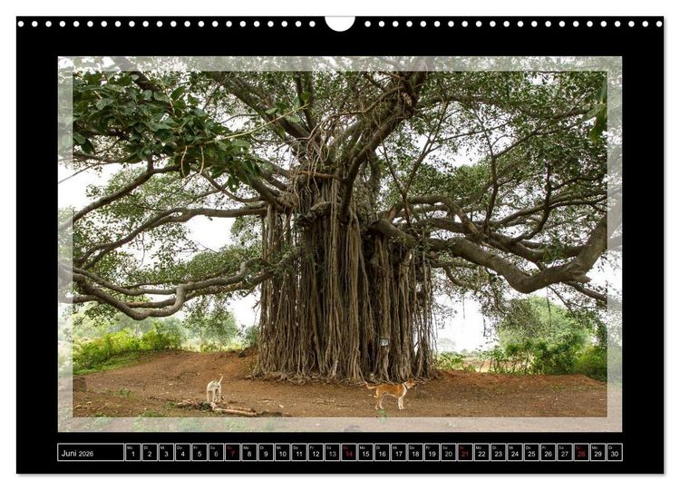 Produktbild: Kerala - Impressionen aus S&uuml;dindien (Wandkalender 2026 DIN A3 quer), CALVENDO Monatskalender