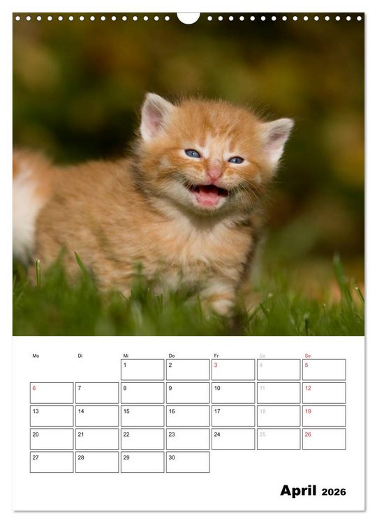 Produktbild: Katzenkinder - Impressionen (Wandkalender 2026 DIN A3 hoch), CALVENDO Monatskalender