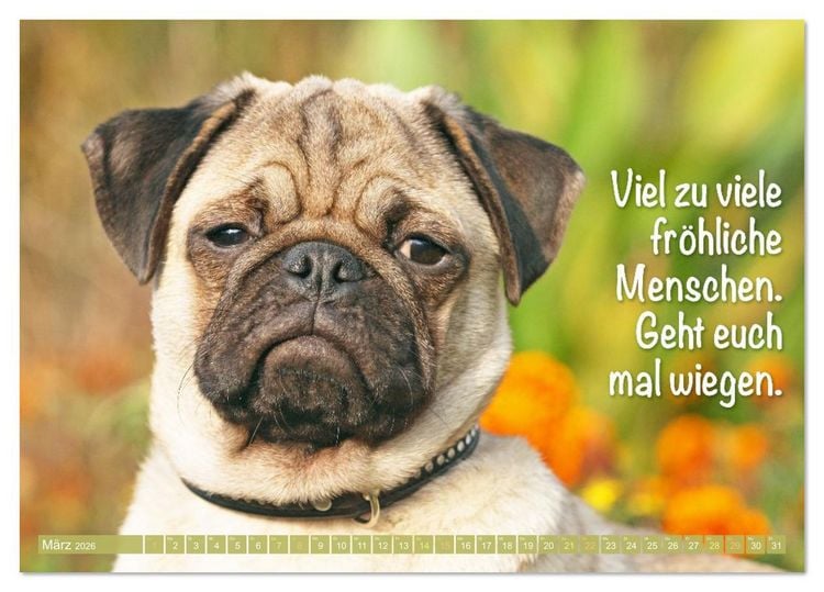 Produktbild: Der Mops: Nicht klein, sondern aufs Wesentliche reduziert. (Tischkalender 2026 DIN A5 quer), CALVENDO Monatskalender