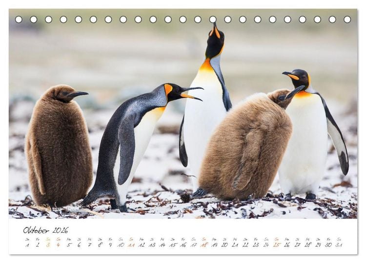 Produktbild: Tierisches von den Falklandinseln (Tischkalender 2026 DIN A5 quer), CALVENDO Monatskalender