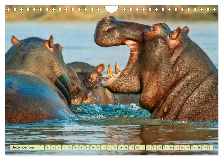 Produktbild: Flusspferde - gem&uuml;tlich gef&auml;hrlich (Wandkalender 2026 DIN A4 quer), CALVENDO Monatskalender