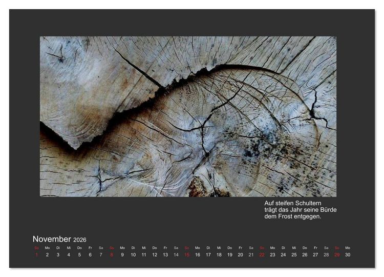 Produktbild: MAGIE HOLZ 2026 (Wandkalender 2026 DIN A3 quer), CALVENDO Monatskalender