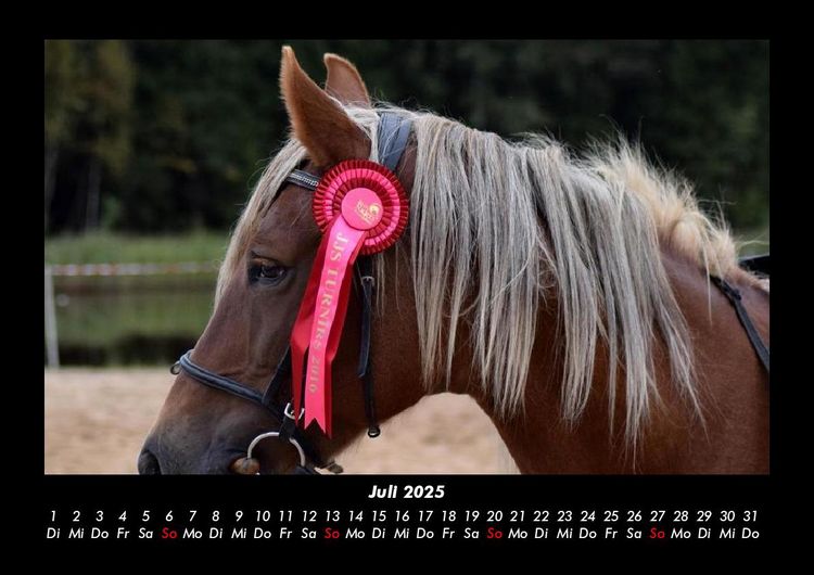 Produktbild: Pferde Kalender 2025 Fotokalender DIN A3