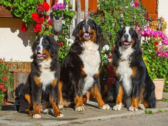 Produktbild: CALVENDO Puzzle Berner Sennenhunde vor einem Bauernhaus | 1000 Teile Lege-Gr&ouml;&szlig;e 64x48cm Foto-Puzzle f&uuml;r gl&uuml;ckliche Stunden