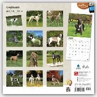 Produktbild: Greyhounds 2015 Wall