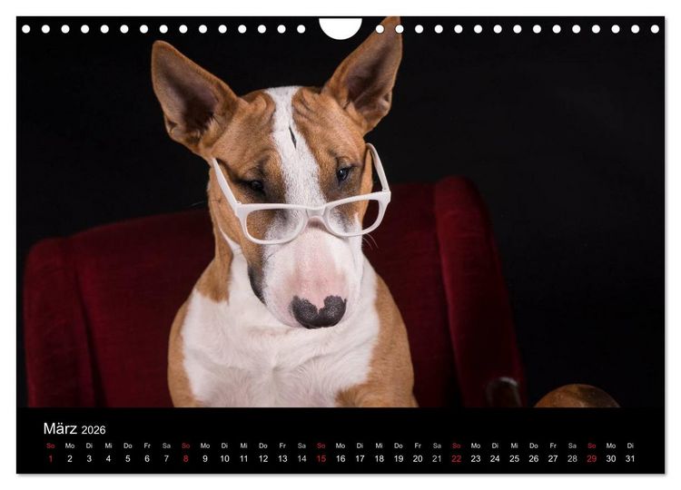Produktbild: Bullterrier (Wandkalender 2026 DIN A4 quer), CALVENDO Monatskalender