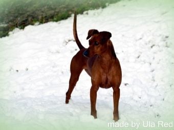 Produktbild: CALVENDO Puzzle Im Schnee | 1000 Teile Lege-Gr&ouml;&szlig;e 64x48cm Foto-Puzzle f&uuml;r gl&uuml;ckliche Stunden