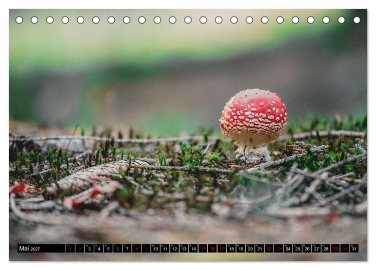 Produktbild: Bayrische Seen und W&auml;lder (Tischkalender 2027 DIN A5 quer), CALVENDO Monatskalender
