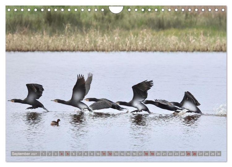 Produktbild: V&ouml;gel im Fluge - Ocells en vol (Wandkalender 2027 DIN A4 quer), CALVENDO Monatskalender