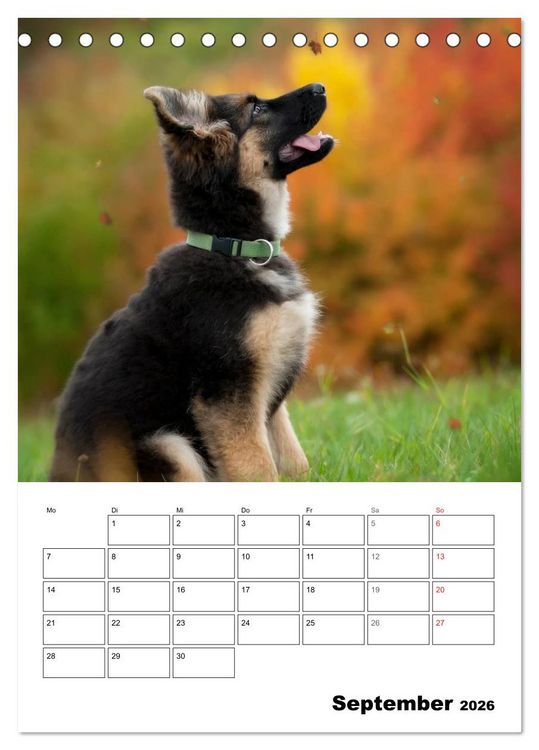 Produktbild: Deutsche Sch&auml;ferhundwelpen zum Verlieben (Tischkalender 2026 DIN A5 hoch), CALVENDO Monatskalender