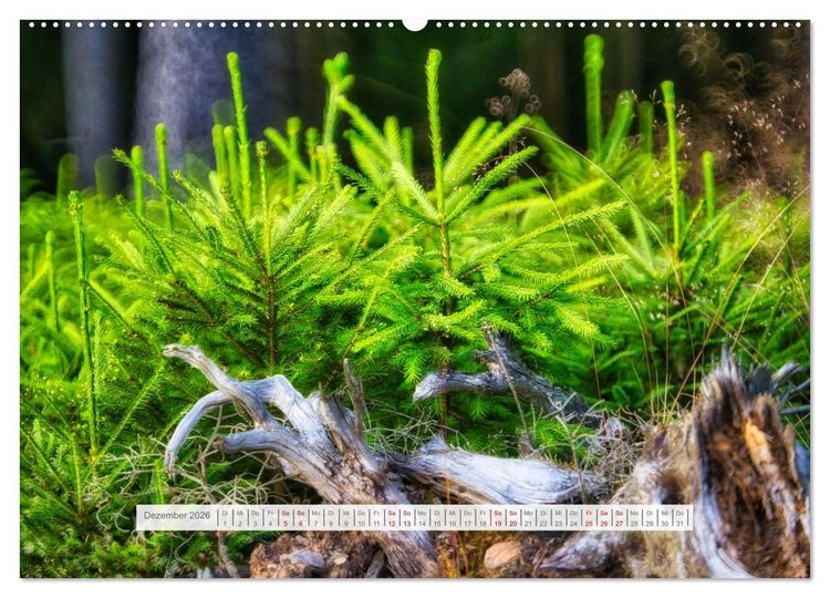 Produktbild: Traumhafte Waldstimmung am Rennsteig im Th&uuml;ringer Wald (hochwertiger Premium Wandkalender 2026 DIN A2 quer), Kunstdruck in Hochglanz