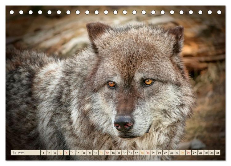 Produktbild: Wolf - Imposanter J&auml;ger (Tischkalender 2026 DIN A5 quer), CALVENDO Monatskalender