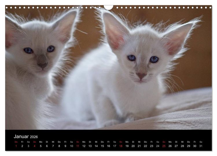 Produktbild: Orientalische Katzen (Wandkalender 2026 DIN A3 quer), CALVENDO Monatskalender