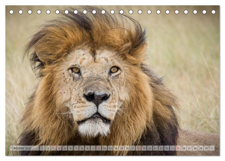 Produktbild: Emotionale Momente: Afrikas Big Five (Tischkalender 2026 DIN A5 quer), CALVENDO Monatskalender