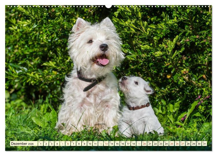 Produktbild: Kobold auf 4 Pfoten - West Highland White Terrier (hochwertiger Premium Wandkalender 2026 DIN A2 quer), Kunstdruck in Hochglanz