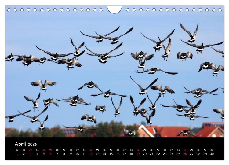 Produktbild: Schrei der Wildg&auml;nse (Wandkalender 2026 DIN A4 quer), CALVENDO Monatskalender