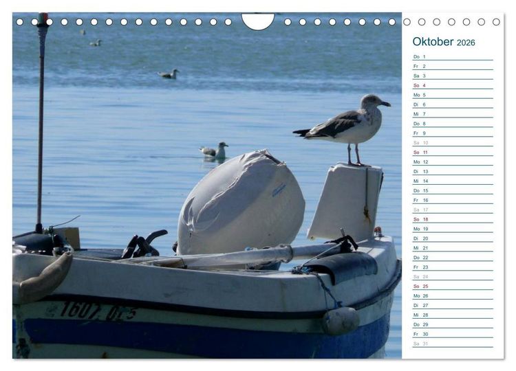 Produktbild: M&ouml;wen - Von der Ostsee bis zum Atlantik (Wandkalender 2026 DIN A4 quer), CALVENDO Monatskalender