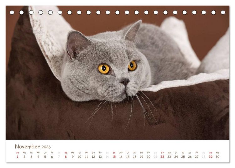 Produktbild: Die Britisch Kurzhaar (Tischkalender 2026 DIN A5 quer), CALVENDO Monatskalender