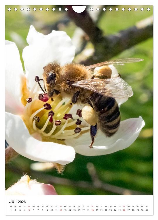 Produktbild: BIENEN - Kleine N&uuml;tzlinge ganz nah (Wandkalender 2026 DIN A4 hoch), CALVENDO Monatskalender