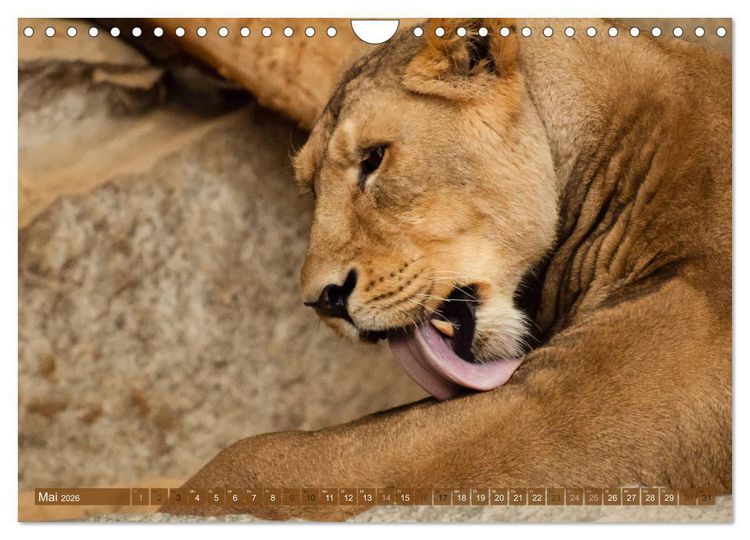 Produktbild: Wilde Tiere - Die sch&ouml;nsten Portraits (Wandkalender 2026 DIN A4 quer), CALVENDO Monatskalender