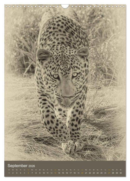 Produktbild: Afrikas Tierwelt - Sepia-Art (Wandkalender 2026 DIN A3 hoch), CALVENDO Monatskalender