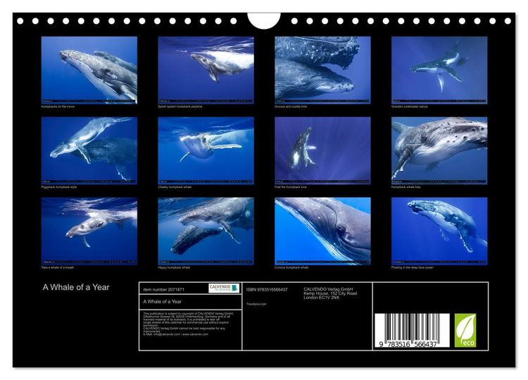Produktbild: A Whale of a Year (Wall Calendar 2026 DIN A4 landscape), CALVENDO 12 Month Wall Calendar
