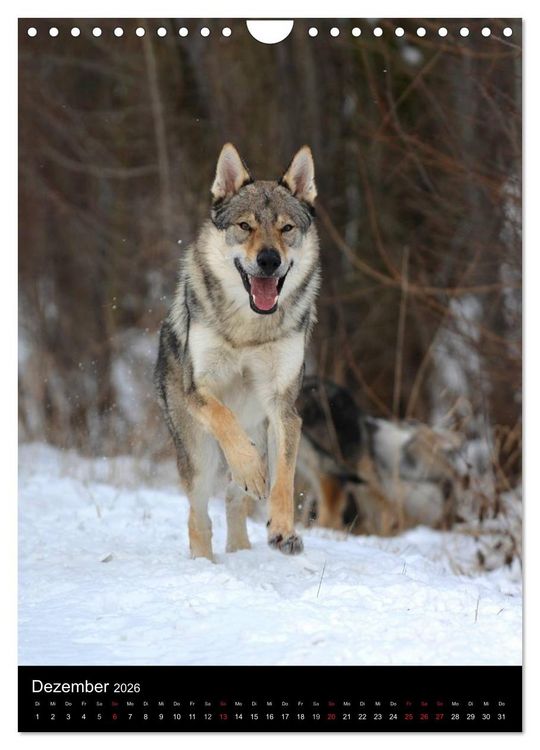 Produktbild: Faszination Wolfhund (Wandkalender 2026 DIN A4 hoch), CALVENDO Monatskalender