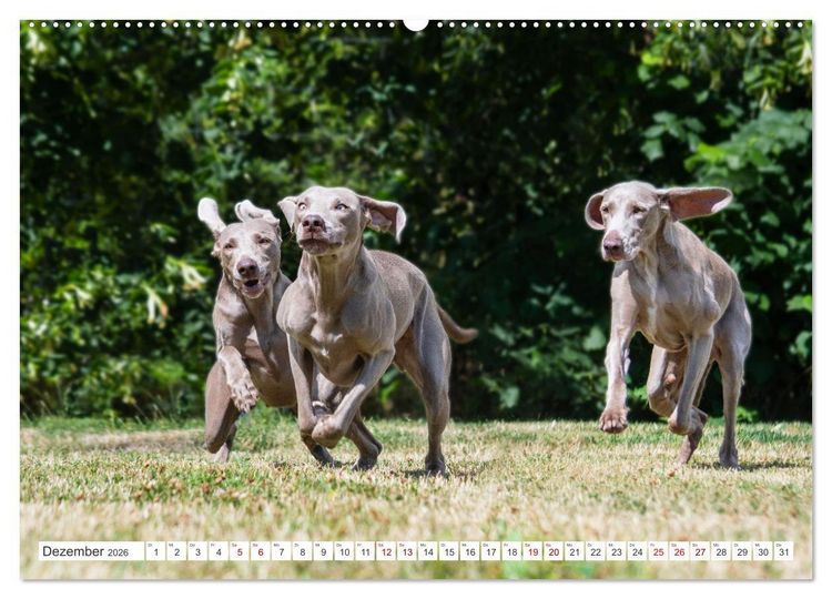 Produktbild: Unsere Freunde auf vier Pfoten - Hunde (hochwertiger Premium Wandkalender 2026 DIN A2 quer), Kunstdruck in Hochglanz