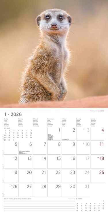 Produktbild: Alpha Edition - Erdmännchen 2026 Broschürenkalender, 30x30cm, Wandkalender mit P